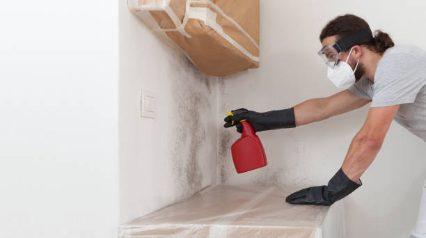 Basement Mold Remediation treatment on basement walls in Algonquin
